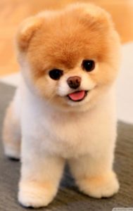 Unbelievably-Cute-Dog-750x1192