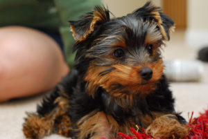 YorkiePuppy