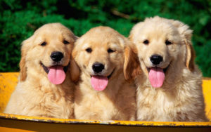 golden-retriever-puppies-in-the-basket-photo